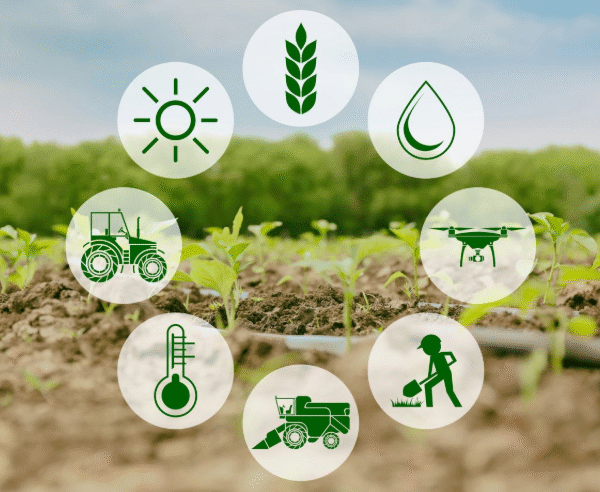 The Role of Technology in Smart Farming