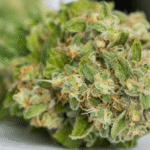 Understanding Local Cannabis Dispensaries in Santa Ana: What Consumers Should Know Before Visiting