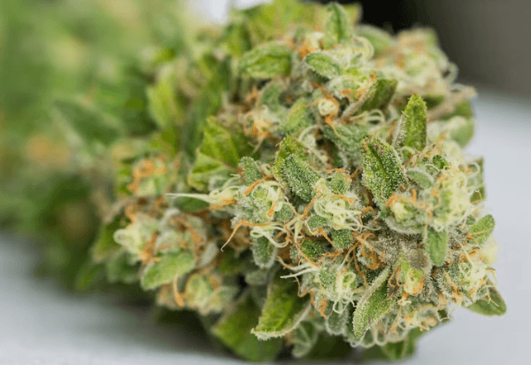 Understanding Local Cannabis Dispensaries in Santa Ana: What Consumers Should Know Before Visiting