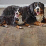 best flooring for pets