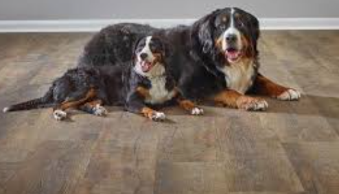 best flooring for pets