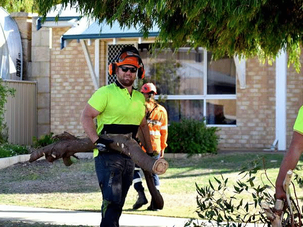 Why Choosing the Right Tree Removal Company Matters for Property Safety