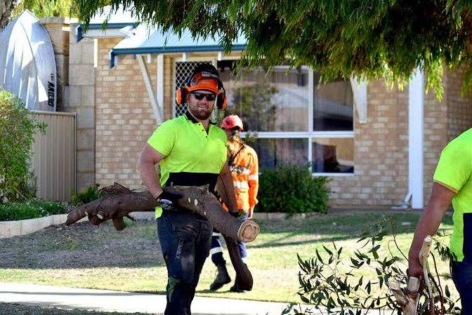 Why Choosing the Right Tree Removal Company Matters for Property Safety