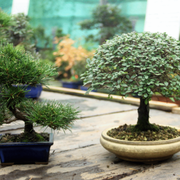 How Bonsai Tree Wholesale Purchasing Can Help Build a Reliable Plant Collection