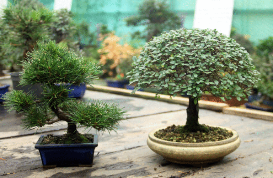 How Bonsai Tree Wholesale Purchasing Can Help Build a Reliable Plant Collection