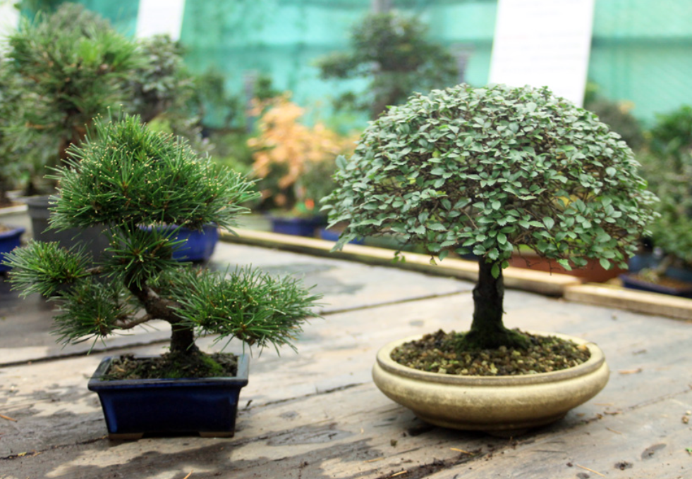How Bonsai Tree Wholesale Purchasing Can Help Build a Reliable Plant Collection