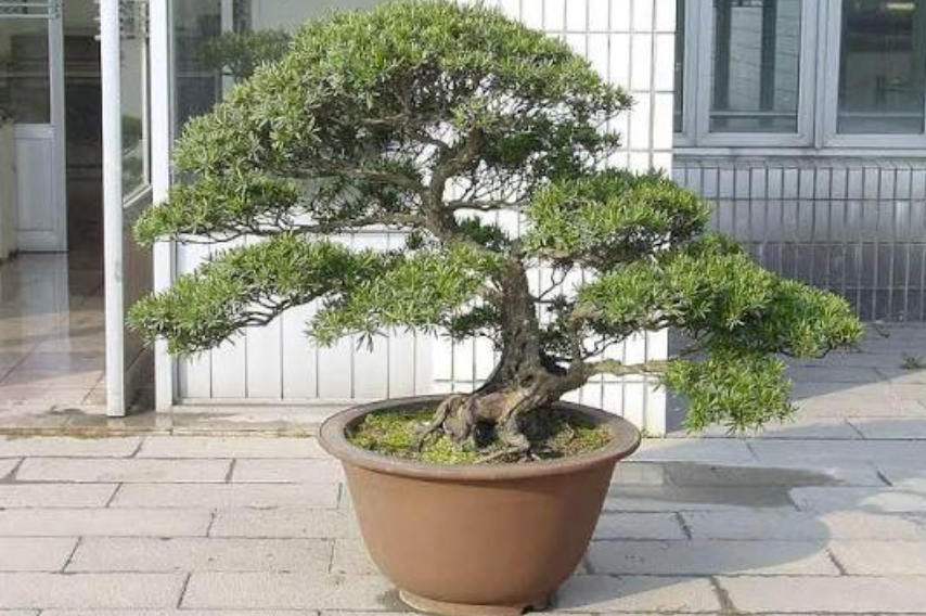 How podocarpus buddhist pine Fits Into Contemporary Bonsai and Landscape Design